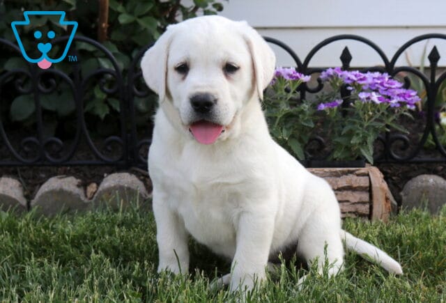 Breeze Eng Cream Lab image