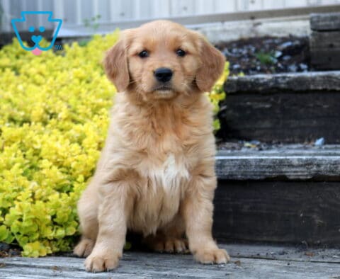 Breeze Golden