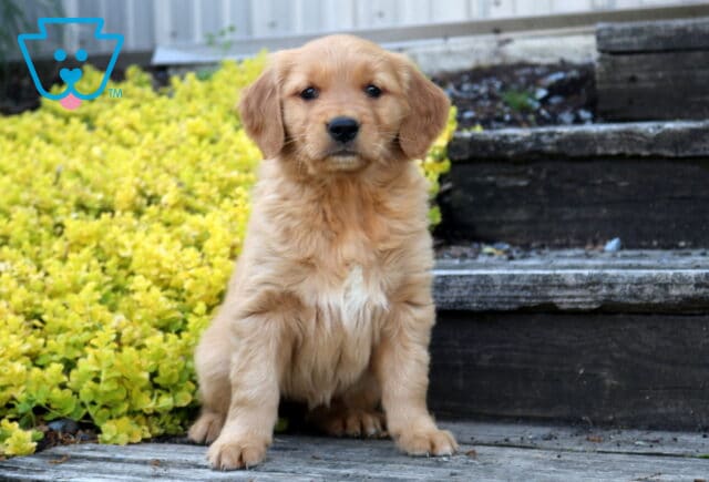 Breeze Golden image