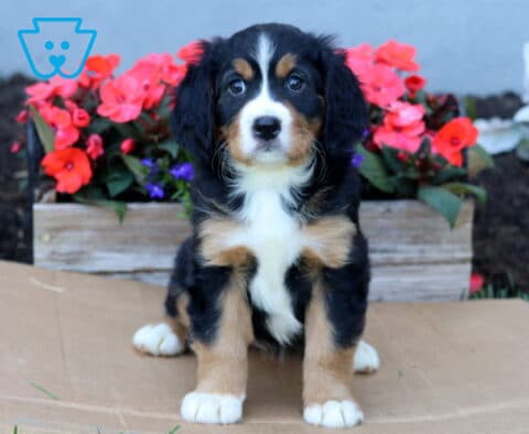 Breeze Mini Bernese