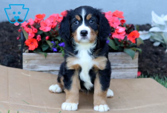 Breeze Mini Bernese image