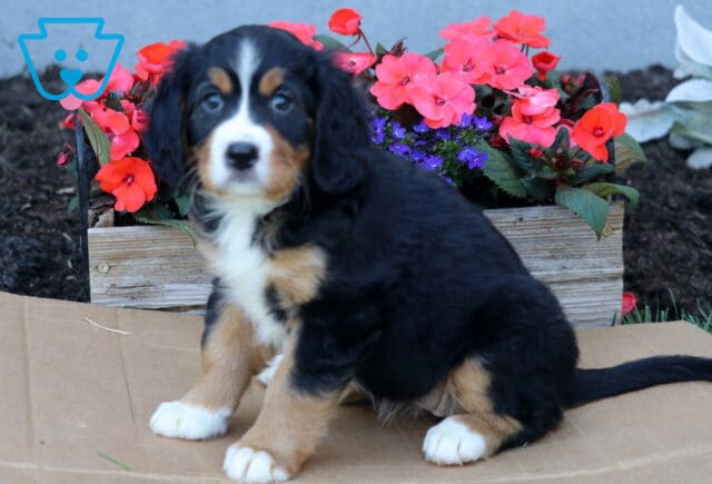 Breeze Mini Bernese2 image