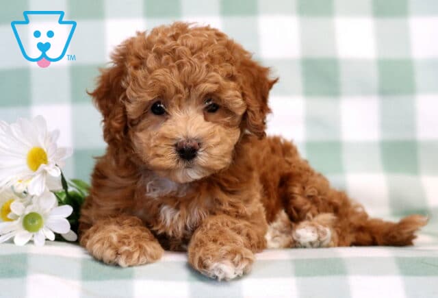 Sweet apricot Bichpoo puppy lying beside white daisies with soft teddy bear curls and tiny white paws image