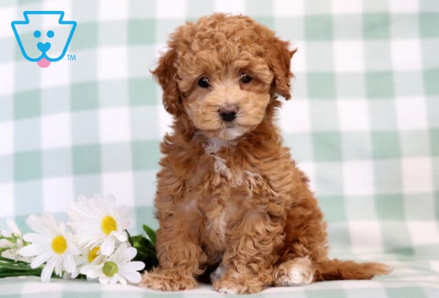 Adorable curly-coated Bichpoo puppy sitting beside white daisies with a fluffy apricot coat and bright eyes image