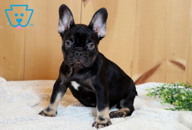 Black French Bulldog puppy with tan points and a white chest patch sitting on a cozy blanket with alert ears and a sweet curious expression indoors image