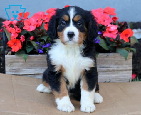 Brianna Mini Bernese
