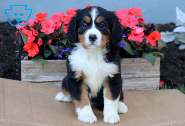 Brianna Mini Bernese image