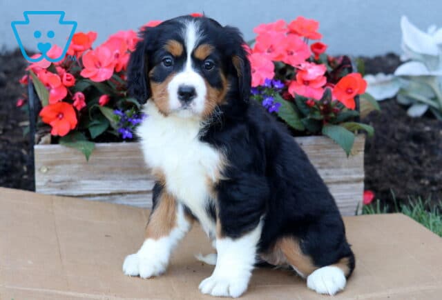 Brianna Mini Bernese2 image