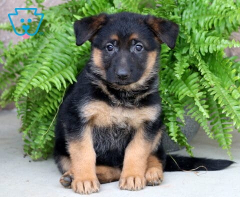 Brittany German Shepherd