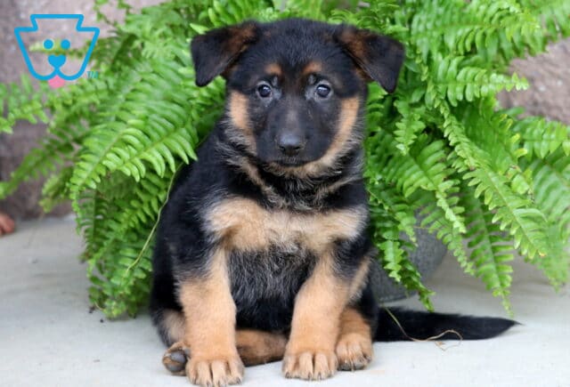 Brittany German Shepherd image
