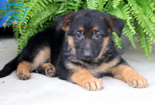 Brittany German Shepherd2 image