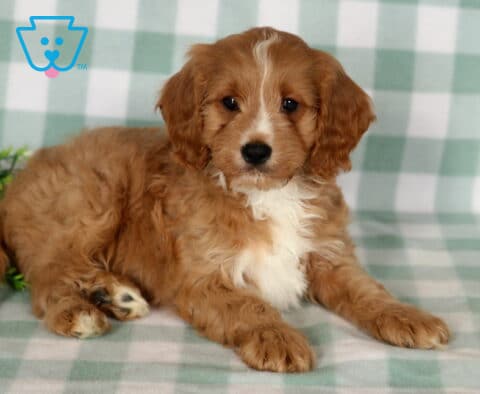 Broc Cavapoo