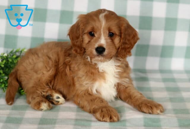 Broc Cavapoo image