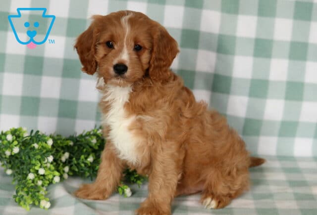 Broc Cavapoo2 image