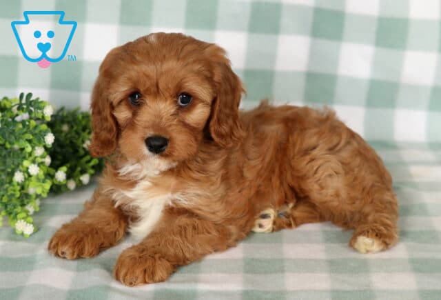Bubbles Cavapoo image