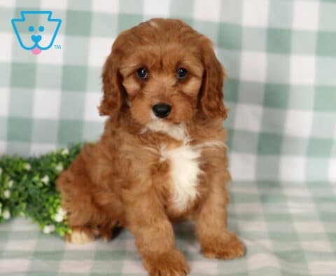Bubbles Cavapoo2