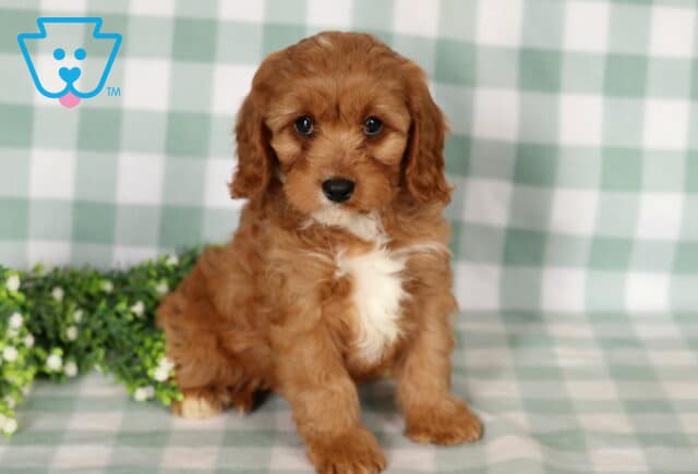 Bubbles Cavapoo2 image