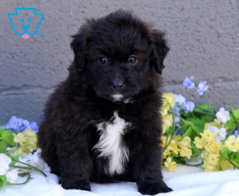 Buck Mini Aussiedoodle