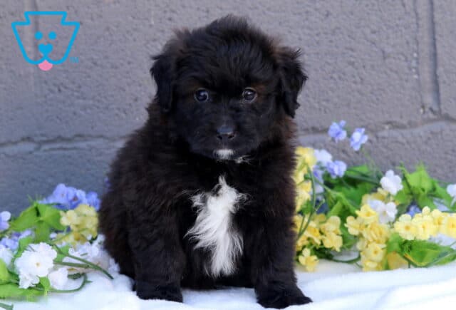 Buck Mini Aussiedoodle image