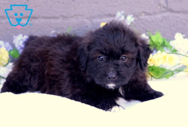 Buck Mini Aussiedoodle2 image