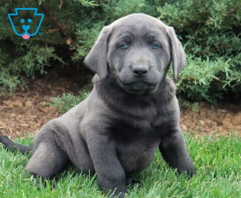 Buddy Lab