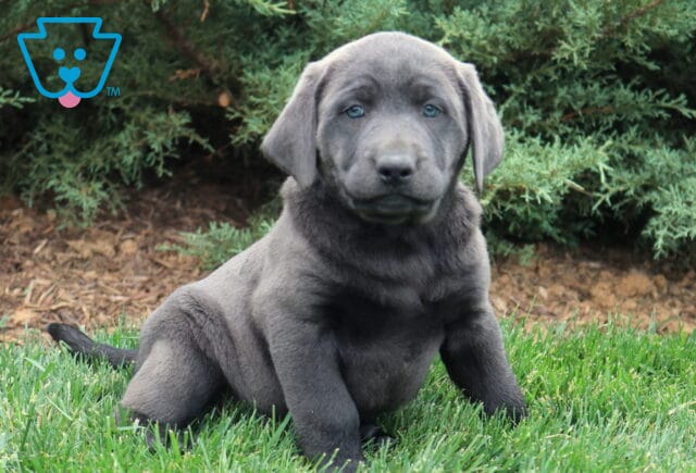 Buddy Lab image