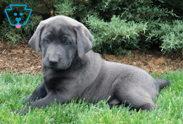 Buddy Lab2 image