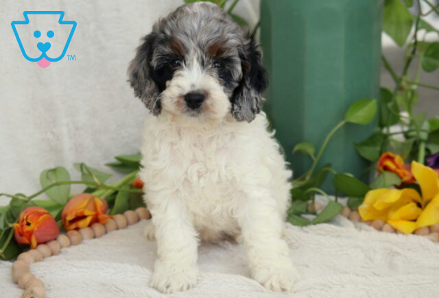 Buffy Cockapoo image