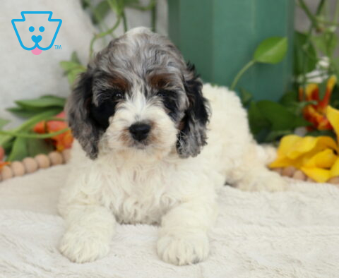 Buffy Cockapoo2