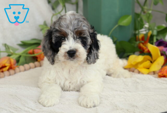 Buffy Cockapoo2 image