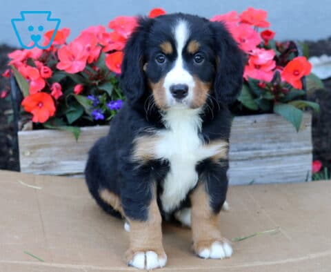 Buffy Mini Bernese
