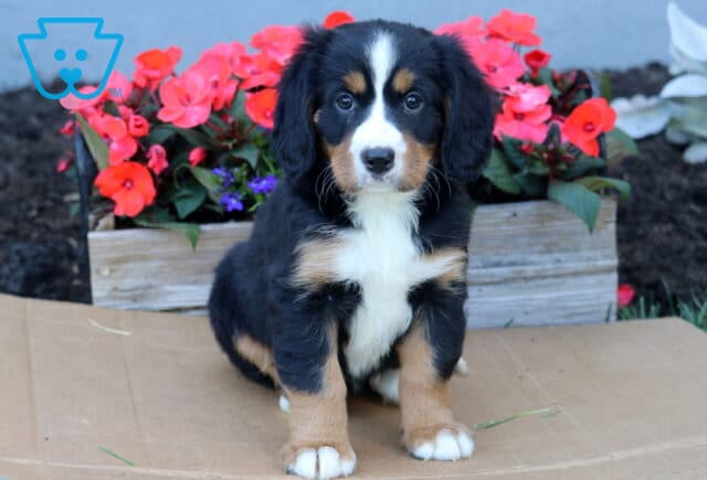 Buffy Mini Bernese image