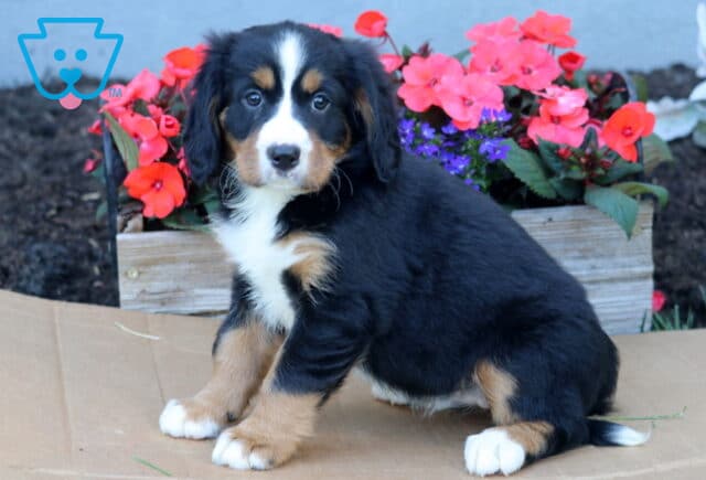 Buffy Mini Bernese2 image