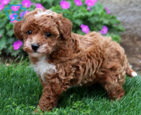 Bugsy Mini Goldendoodle