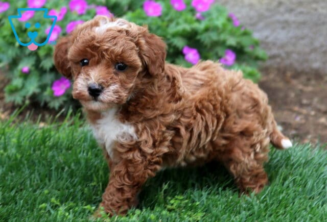 Bugsy Mini Goldendoodle image