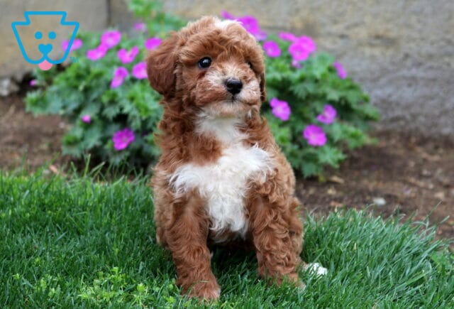 Bugsy Mini Goldendoodle2 image