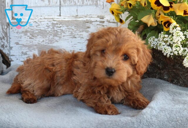 Bugsy Toy Labradoodle image