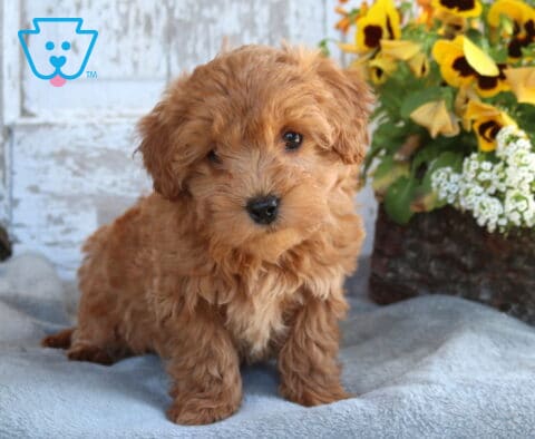 Bugsy Toy Labradoodle2