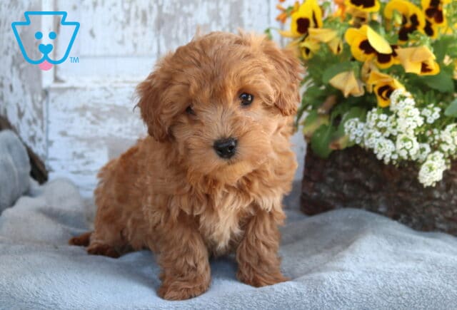 Bugsy Toy Labradoodle2 image