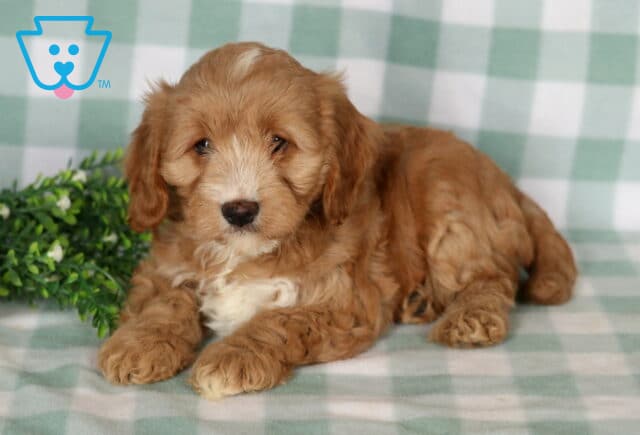 Burly Cavapoo image