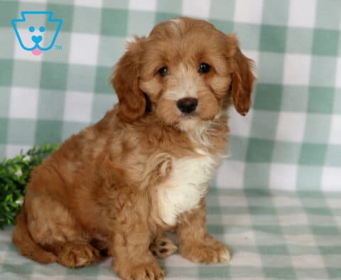 Burly Cavapoo2