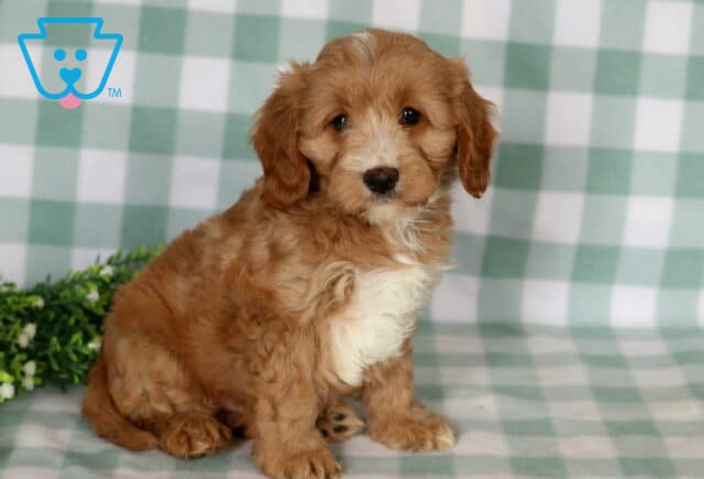 Burly Cavapoo2 image