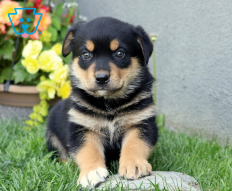 Burly Rottie Mix