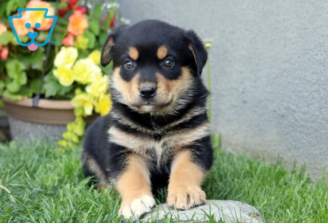Burly Rottie Mix image