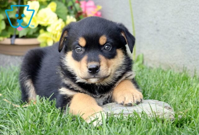 Burly Rottie Mix2 image