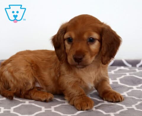 Buster Mini Dachshund