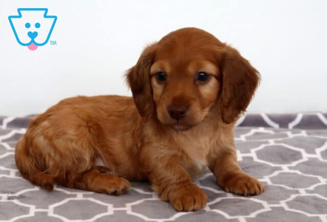 Buster Mini Dachshund image