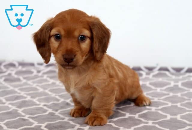 Buster Mini Dachshund2 image