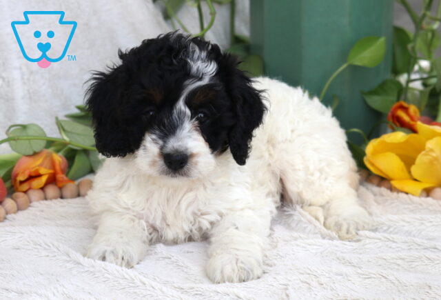 Buttercup Cockapoo image