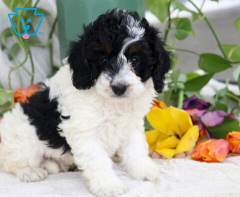 Buttercup Cockapoo2